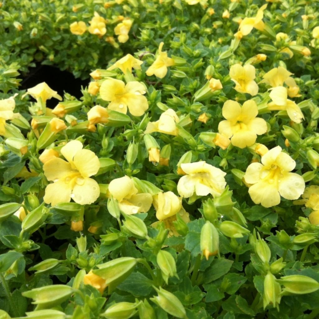 Gauklerblume Highland Yellow - Mimulus