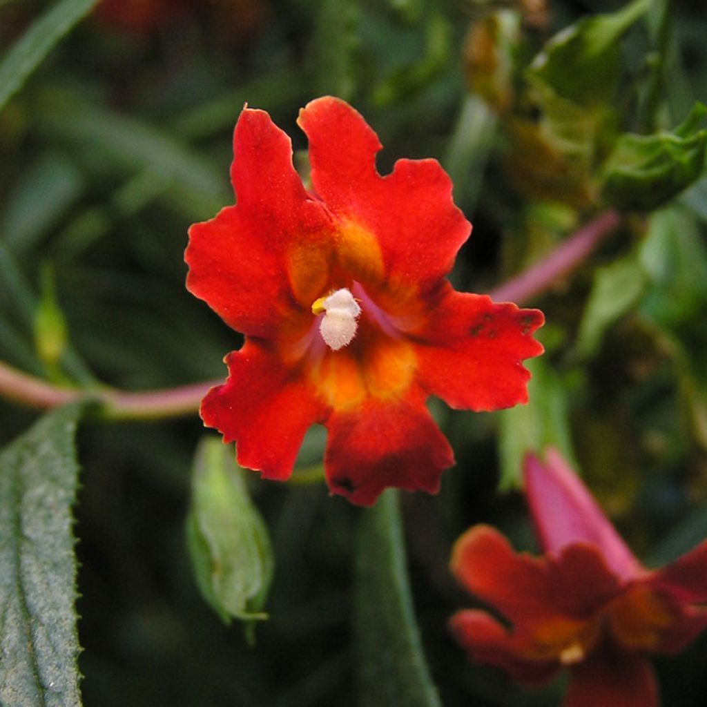 Gauklerblume Mai Tai Red - Mimulus aurantiacus