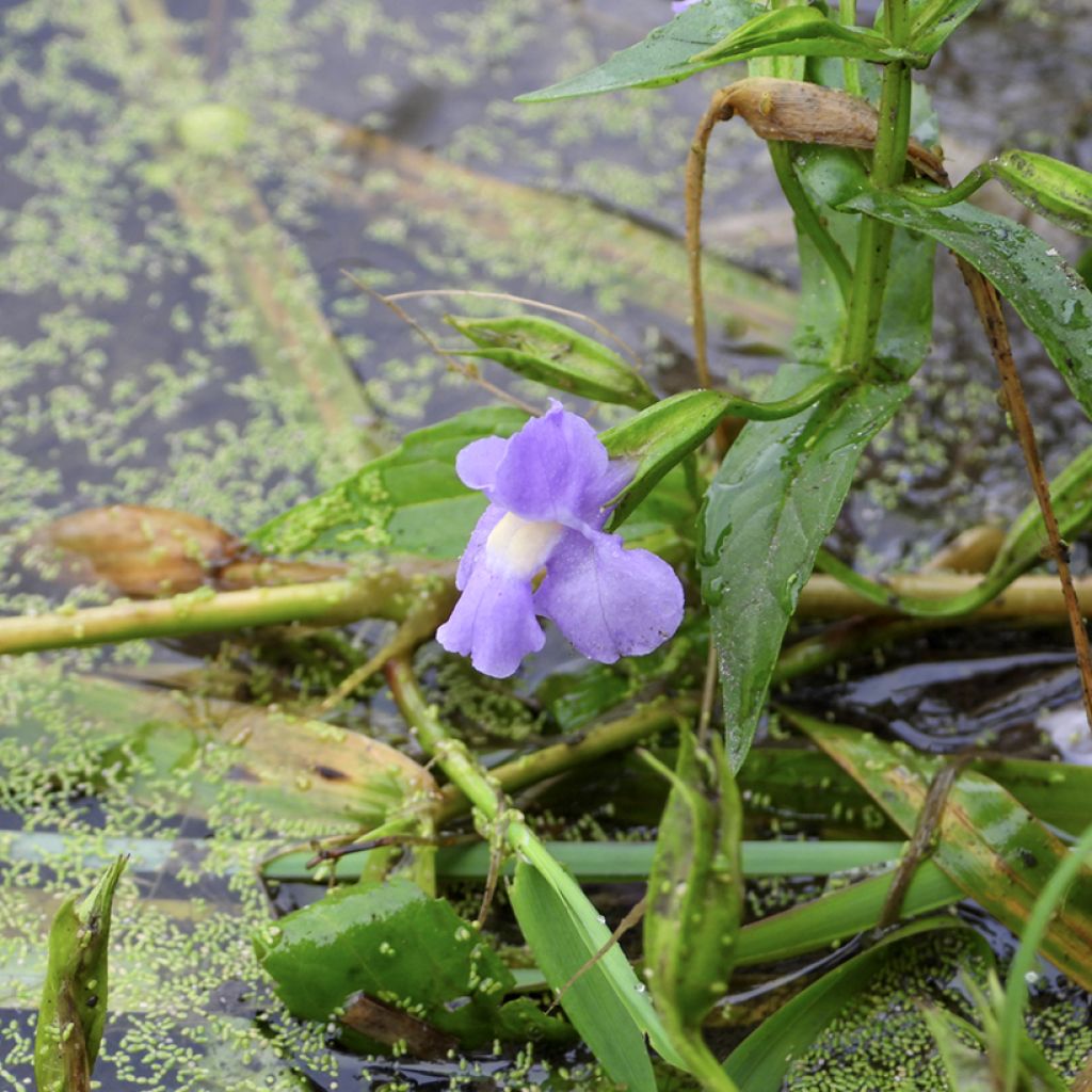 Blaue Gauklerblume - Mimulus ringens