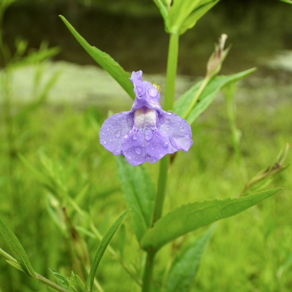 Blaue Gauklerblume - Mimulus ringens