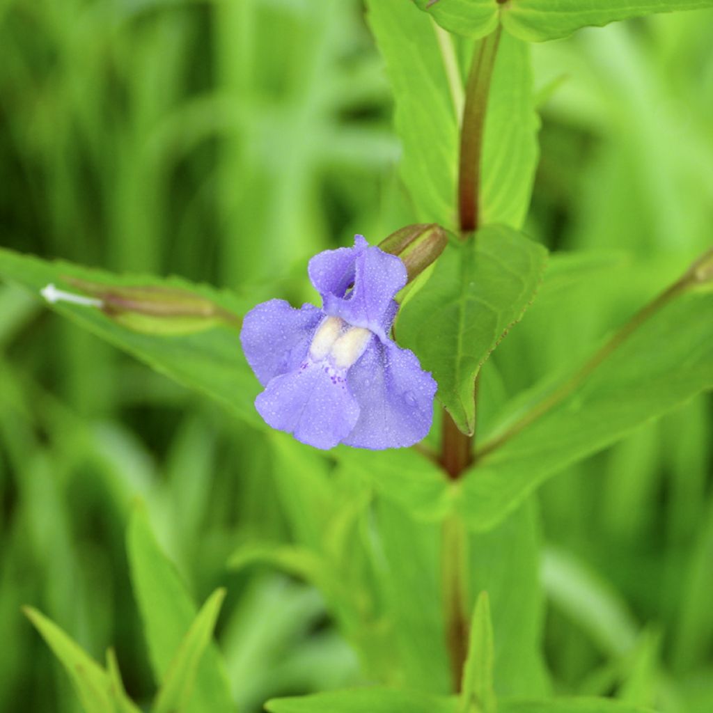 Blaue Gauklerblume - Mimulus ringens