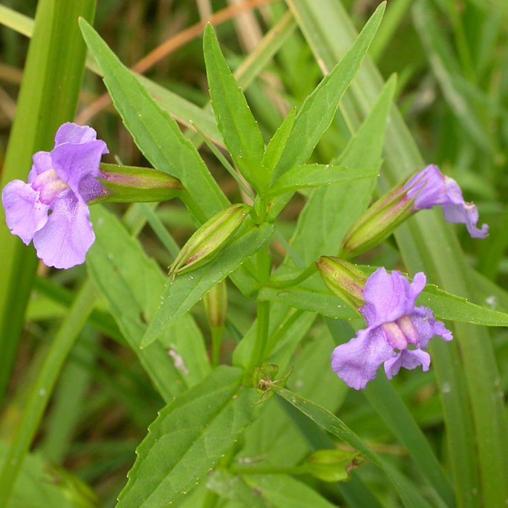 Blaue Gauklerblume - Mimulus ringens