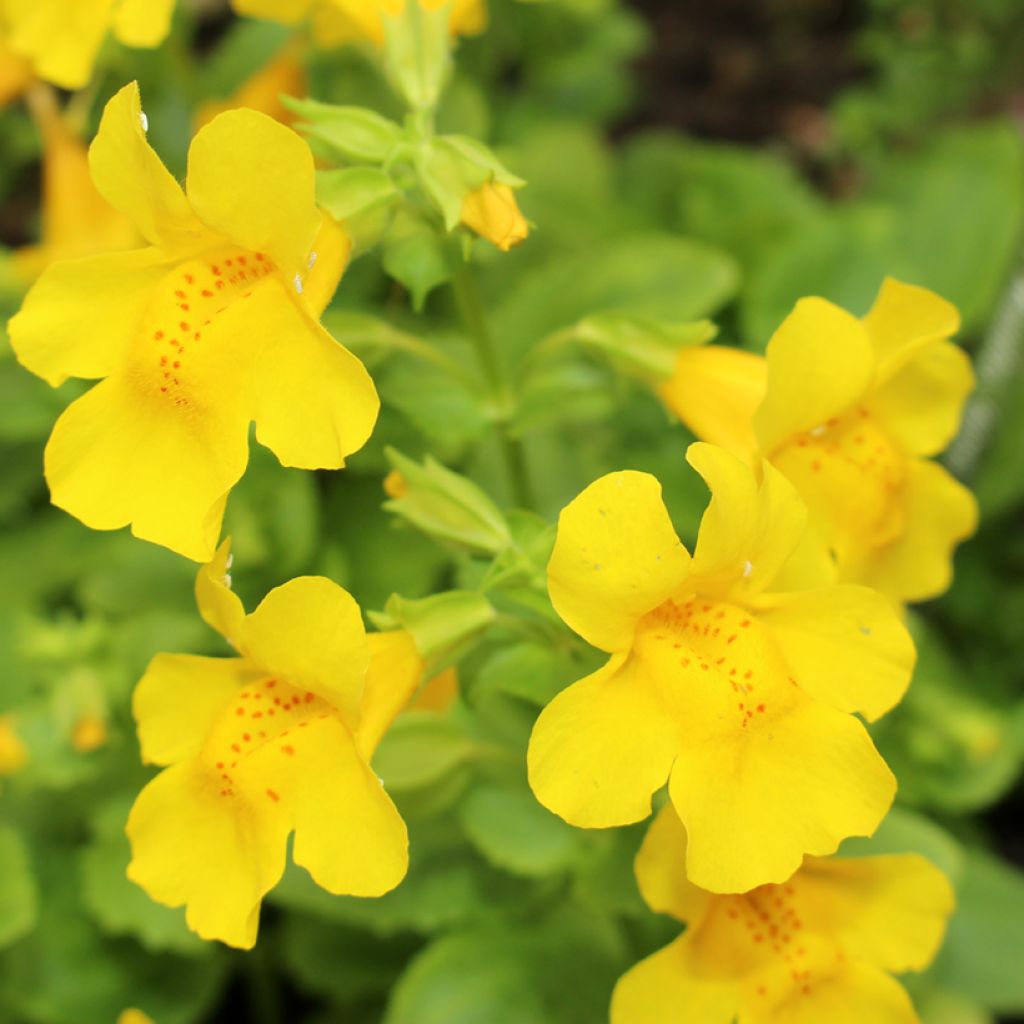 Gauklerblume - Mimulus tilingii