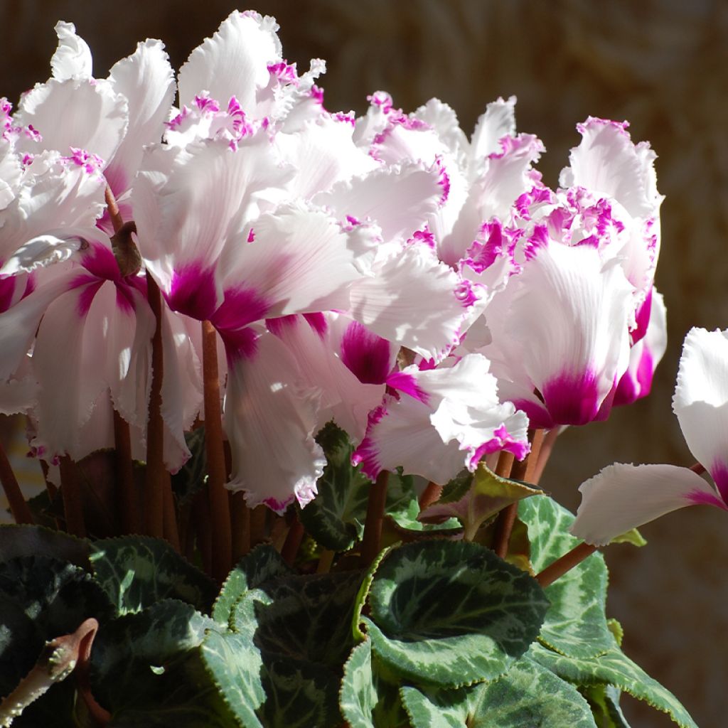 Cyclamen Mini Absolu - Zimmer-Alpenveilchen