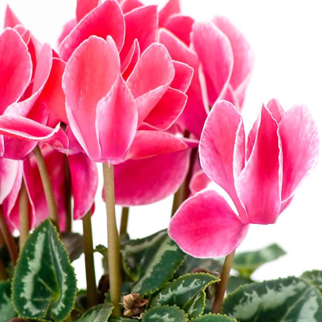 Cyclamen Bisou Saumon - Zimmer-Alpenveilchen