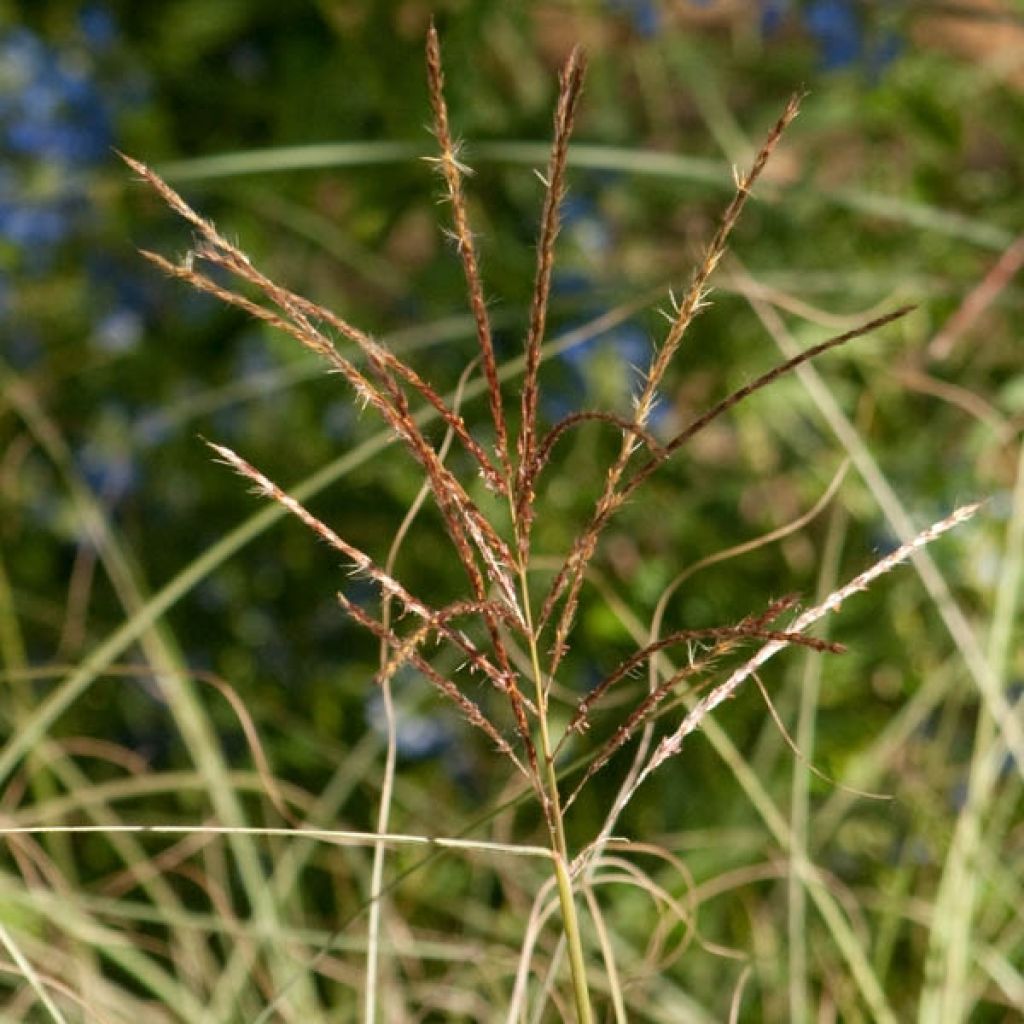 Chinaschilf Morning Light - Miscanthus sinensis