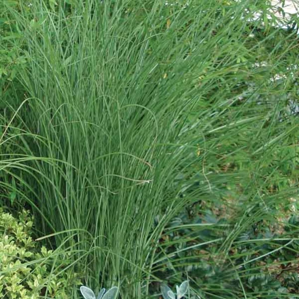 Chinaschilf Gracillimus - Miscanthus sinensis