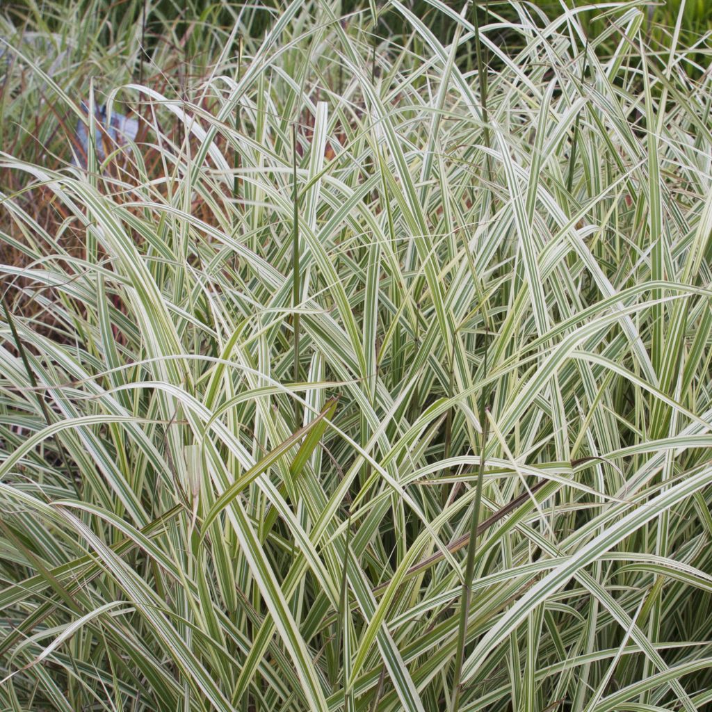 Chinaschilf Variegatus - Miscanthus sinensis