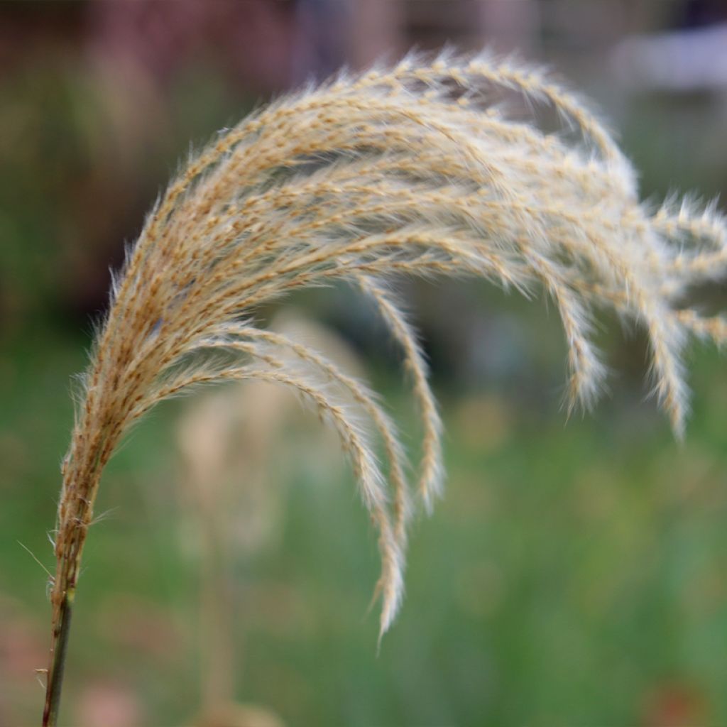 Nepal-Chinaschilf - Miscanthus nepalensis