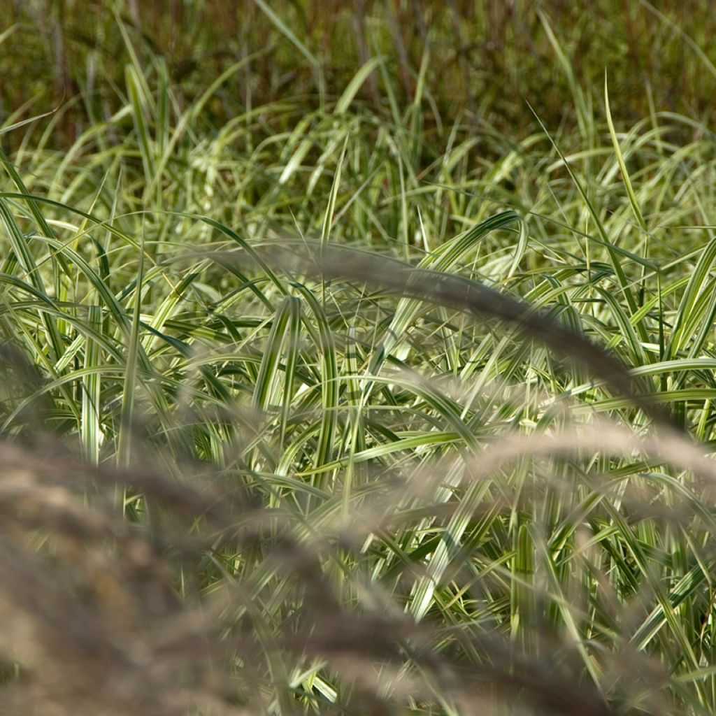 Chinaschilf Adagio - Miscanthus sinensis