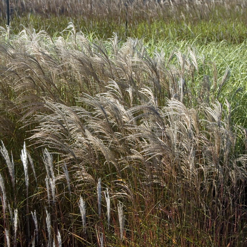 Chinaschilf Adagio - Miscanthus sinensis