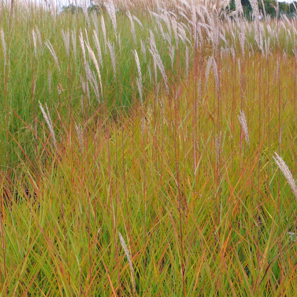 Chinaschilf Afrika - Miscanthus sinensis