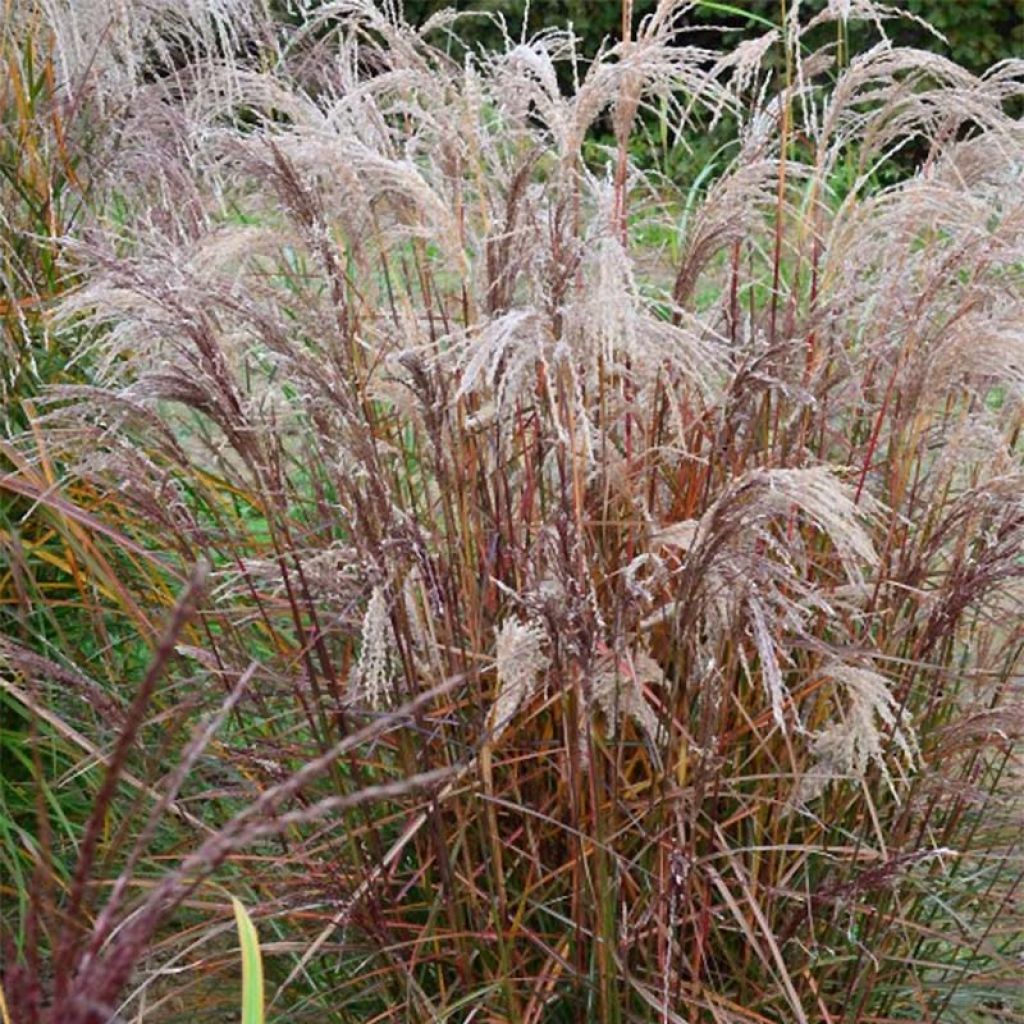 Chinaschilf Aperitiv - Miscanthus sinensis