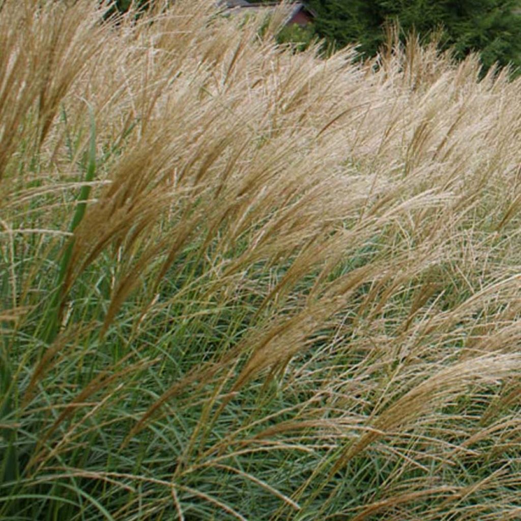 Chinaschilf Arabesque - Miscanthus sinensis