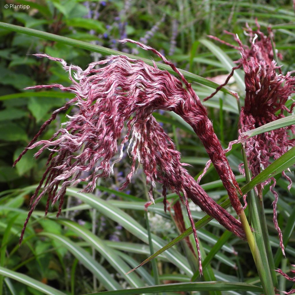 Chinaschilf Boucle - Miscanthus sinensis