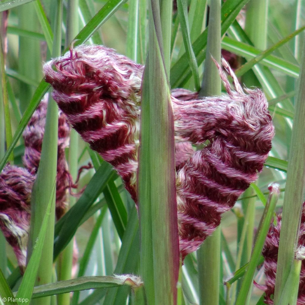 Miscanthus sinensis Boucle - Roseau de Chine