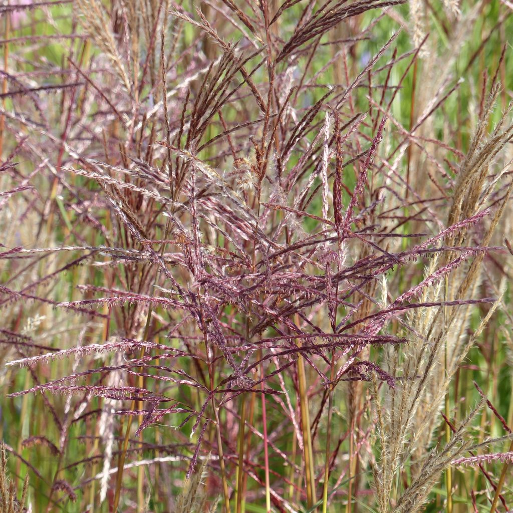 Chinaschilf China - Miscanthus sinensis