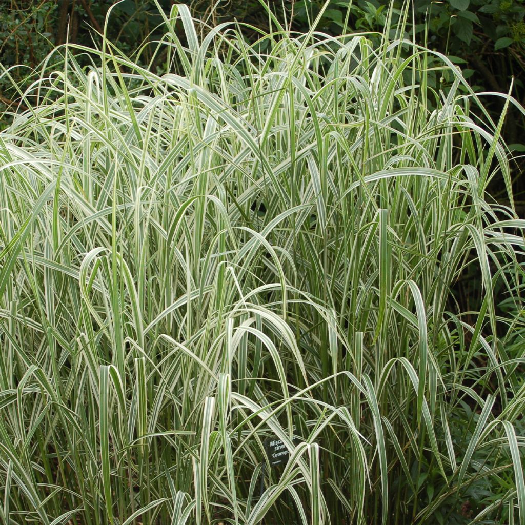 Chinaschilf var. condensatus Cosmopolitan - Miscanthus sinensis