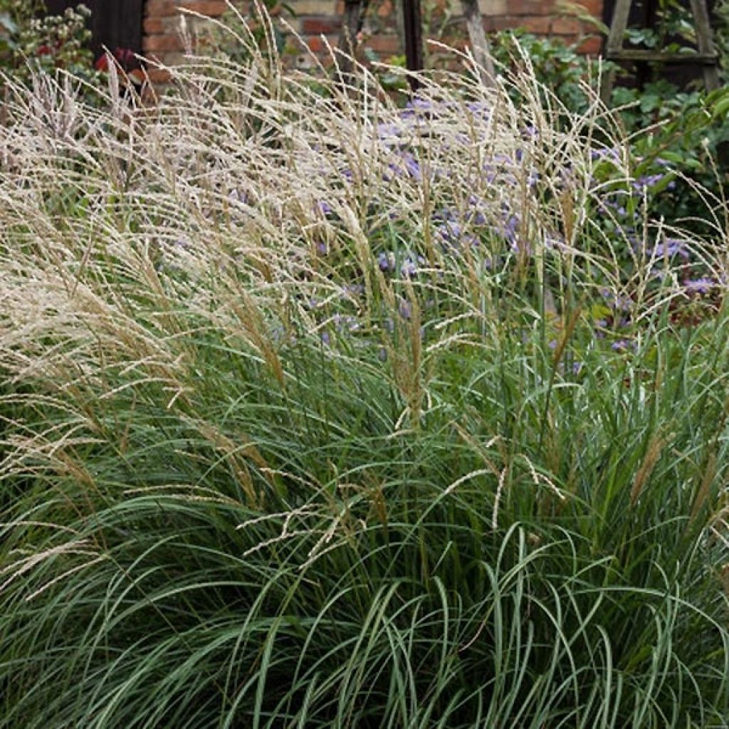 Miscanthus sinensis Cute One - Roseau de Chine nain.