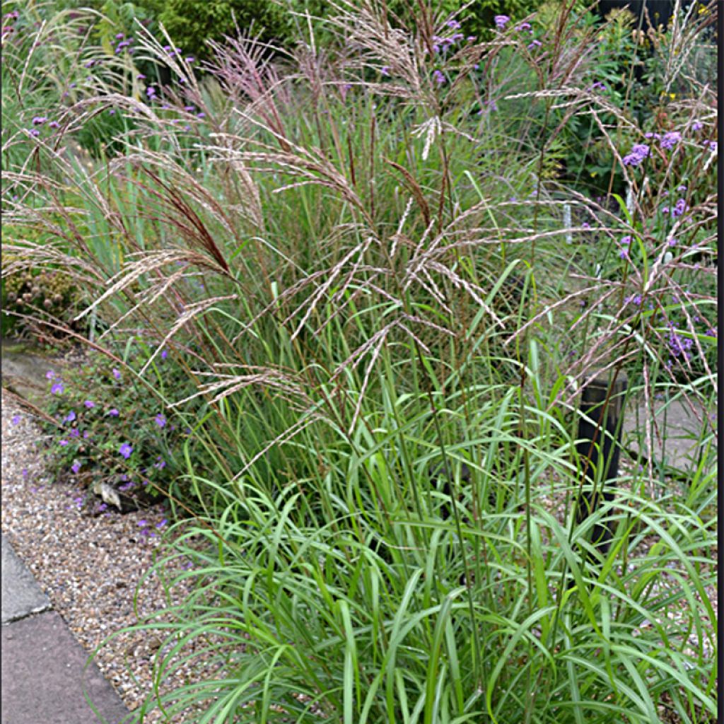 Chinaschilf Emmanuel Lepage - Miscanthus sinensis