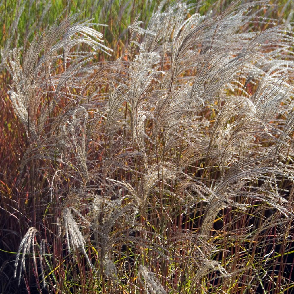 Chinaschilf Flamingo - Miscanthus sinensis