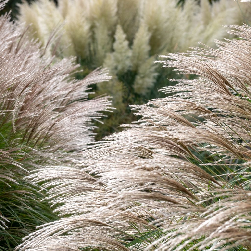 Chinaschilf Flamingo - Miscanthus sinensis