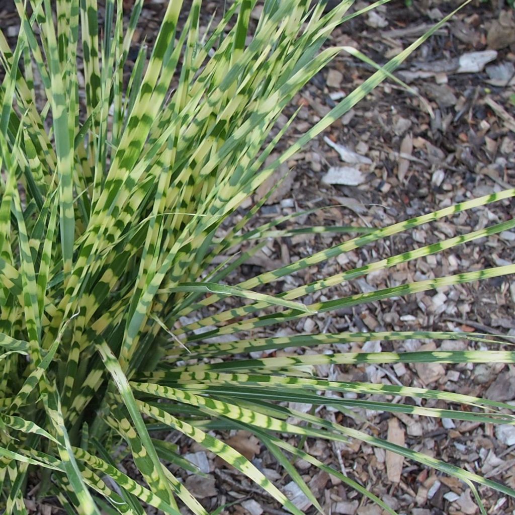 Chinaschilf Gold Bar - Miscanthus sinensis