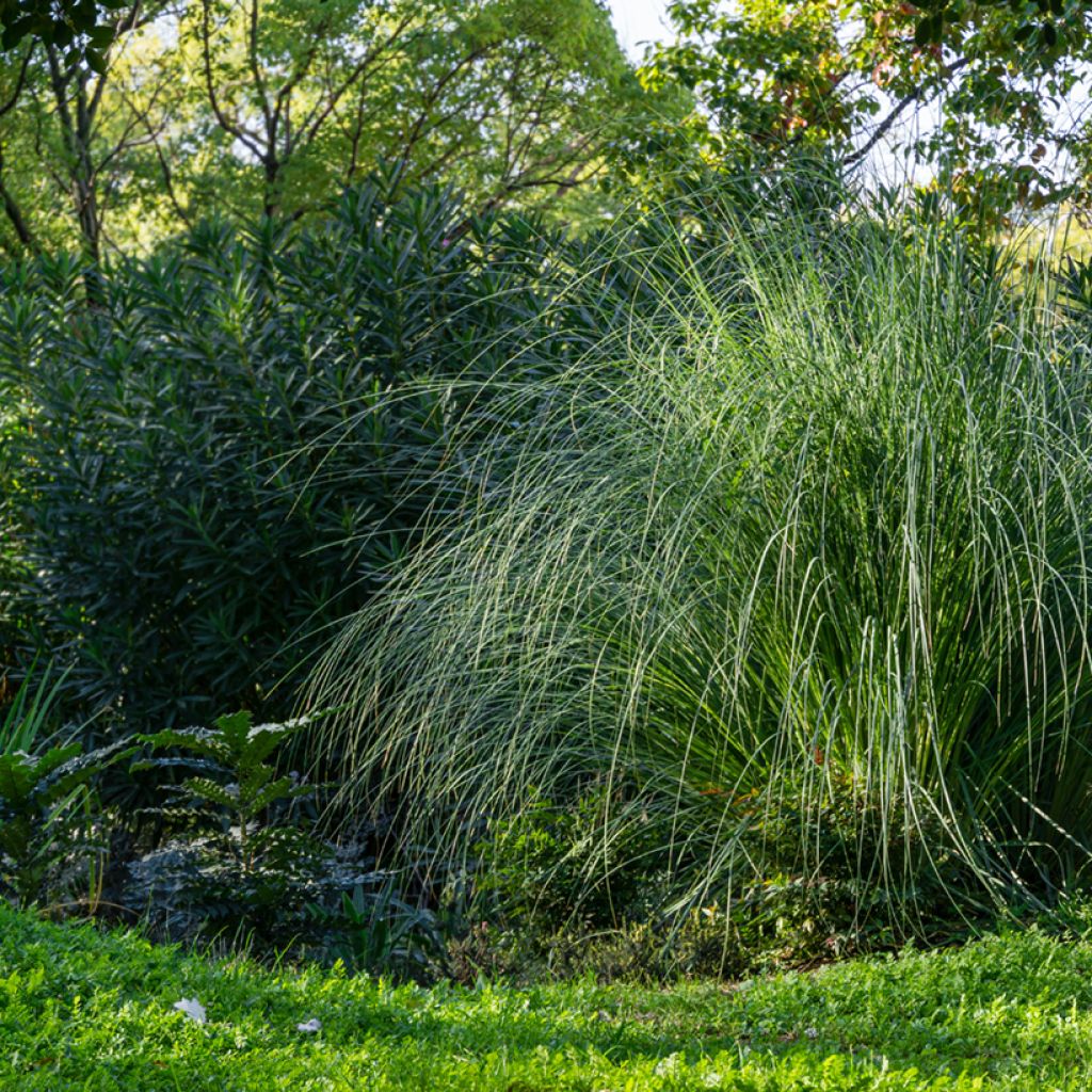 Chinaschilf Gracillimus - Miscanthus sinensis