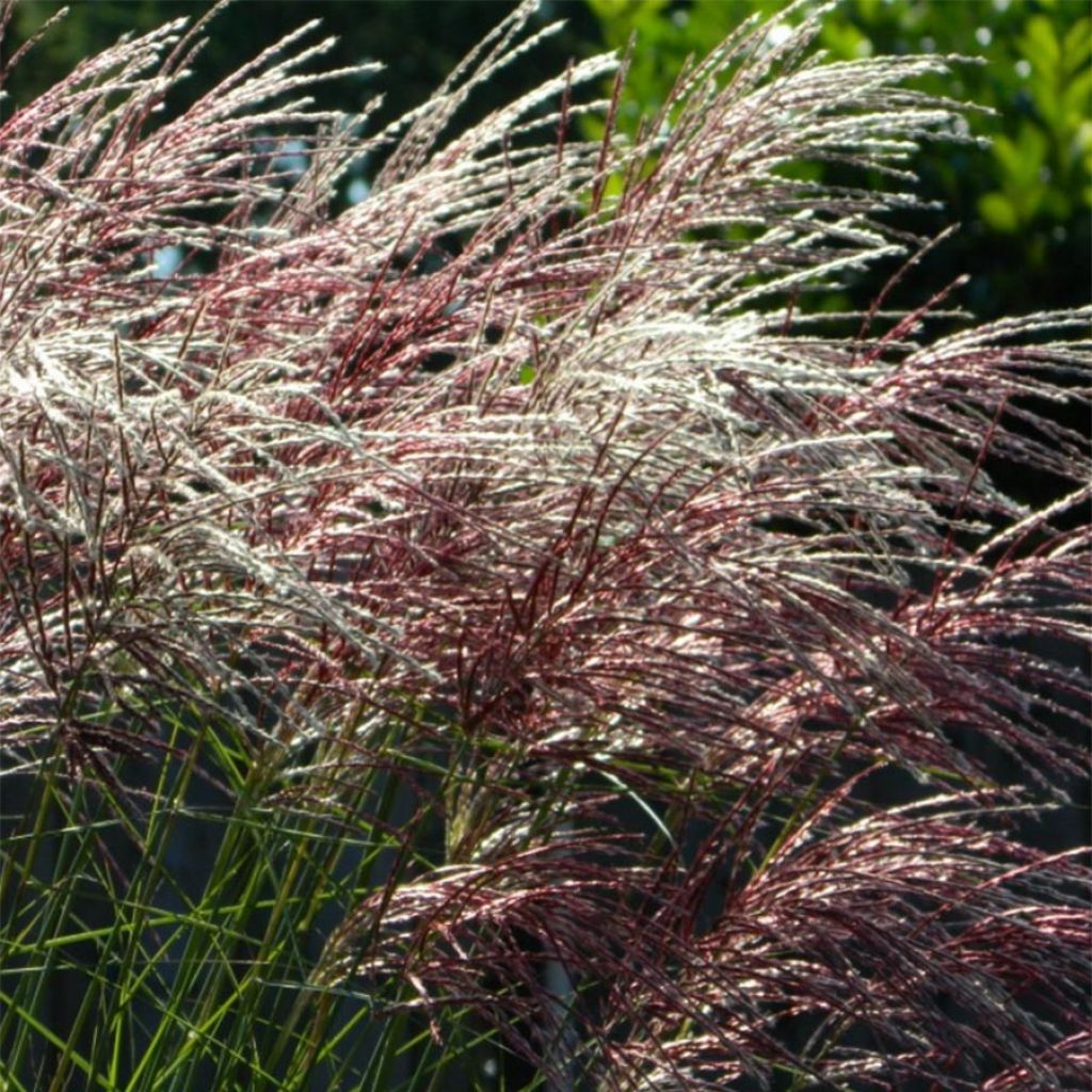 Chinaschilf Grosse Fontäne - Miscanthus sinensis