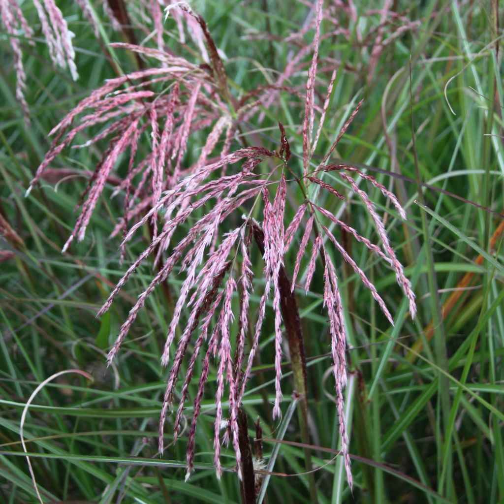 Miscanthus sinensis Kaskade - Roseau de Chine