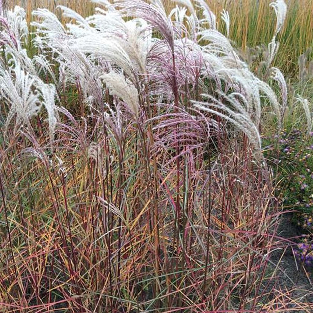 Chinaschilf Kaskade - Miscanthus sinensis