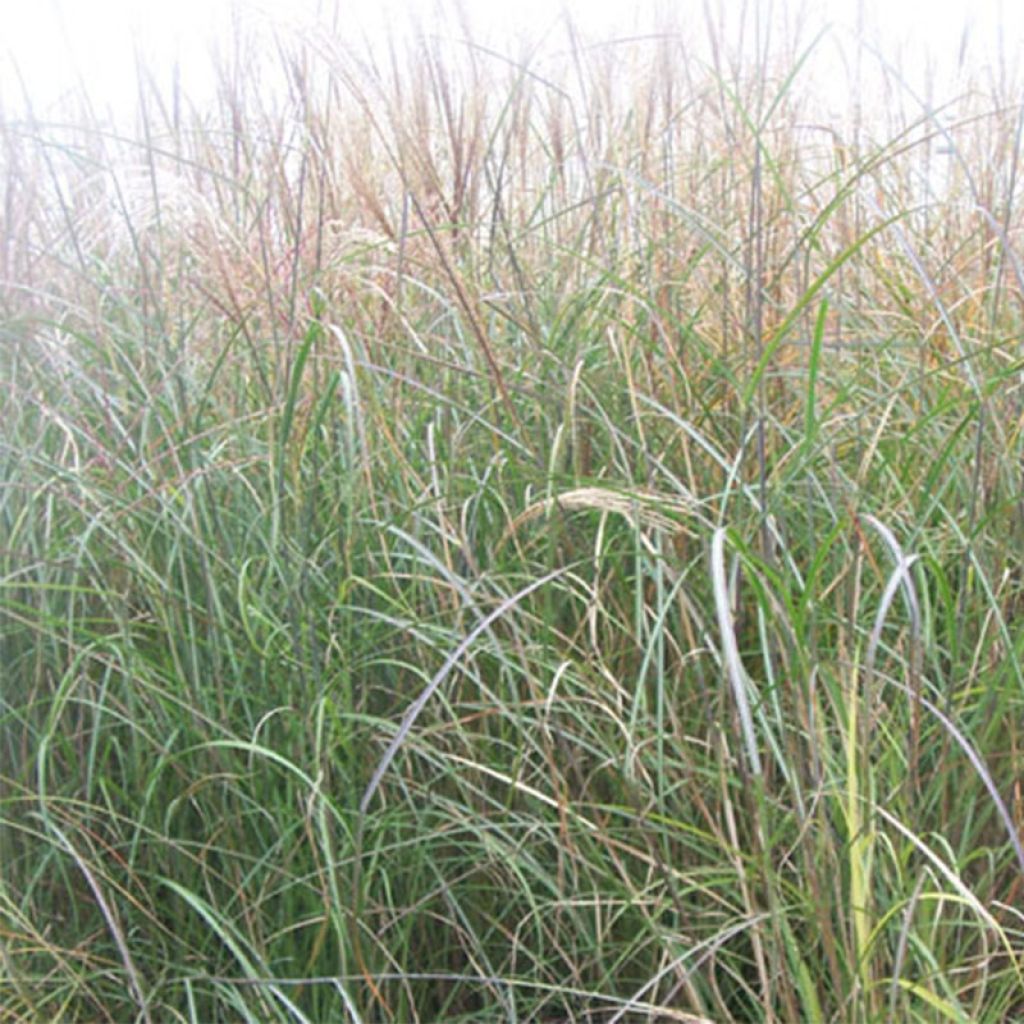 Miscanthus sinensis Kleine Silberspinne - Roseau de Chine