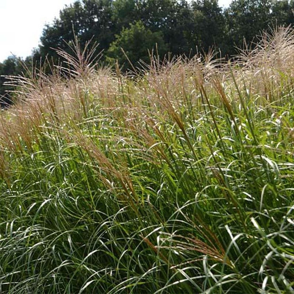 Chinaschilf Krater - Miscanthus sinensis