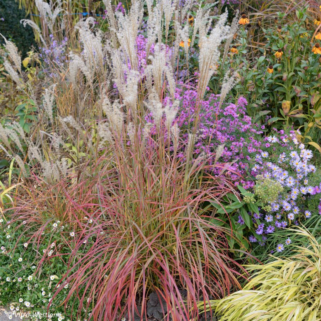 Chinaschilf Little Miss - Miscanthus sinensis