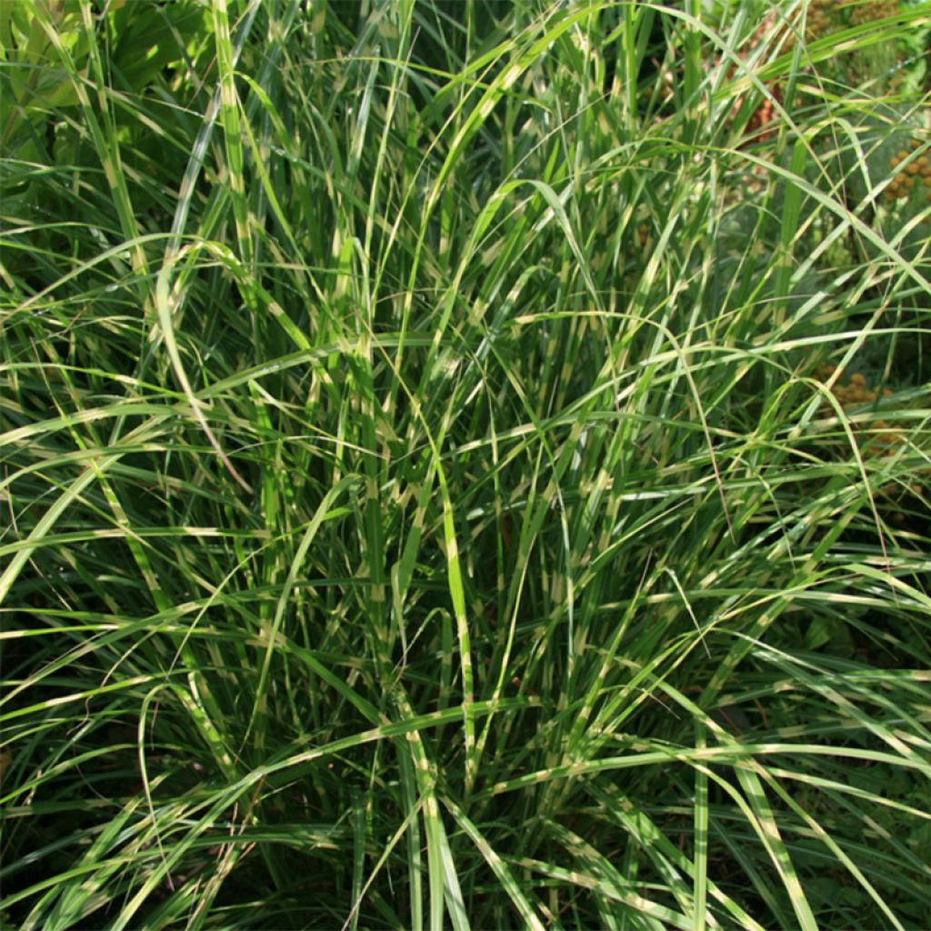 Miscanthus sinensis Little Zebra - Roseau de Chine panaché en