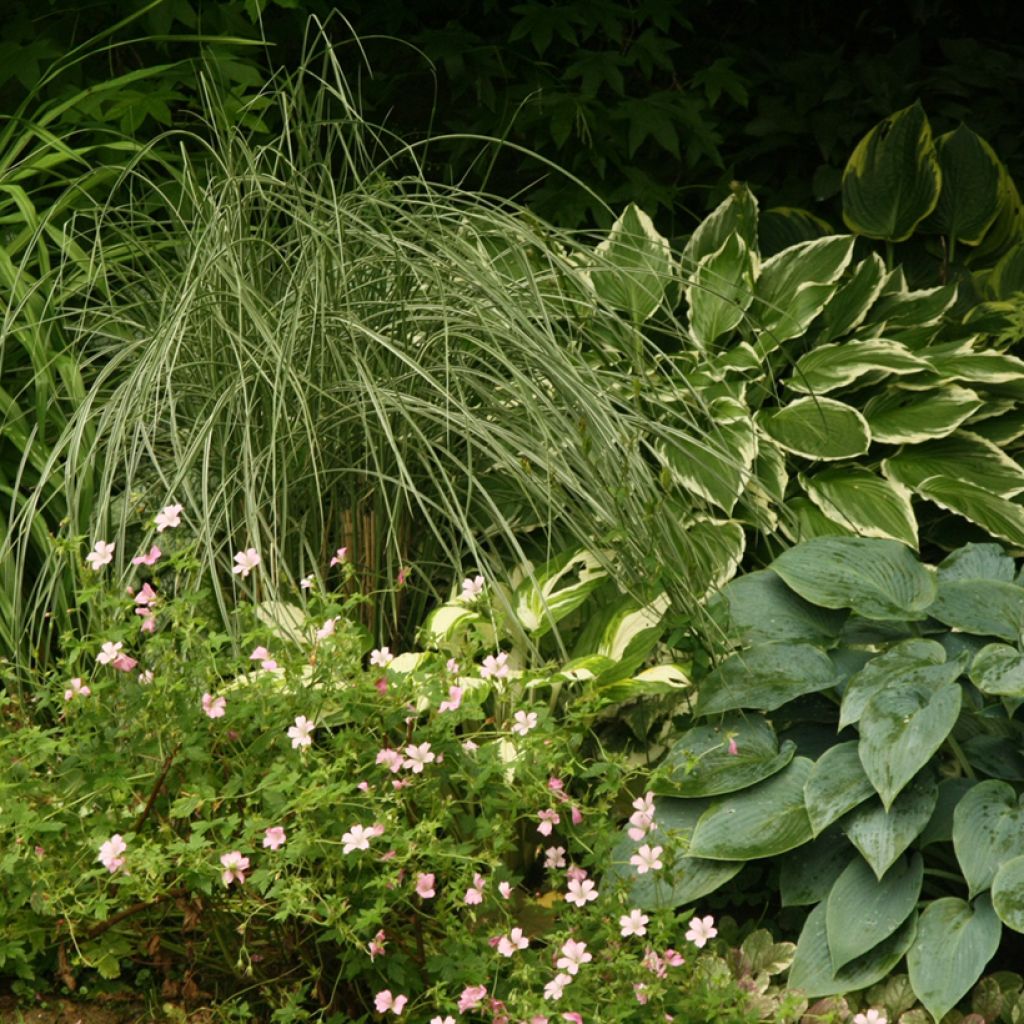 Chinaschilf Morning Light - Miscanthus sinensis