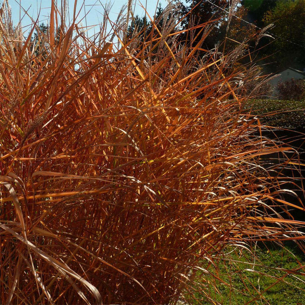 Chinaschilf Purpurascens - Miscanthus sinensis