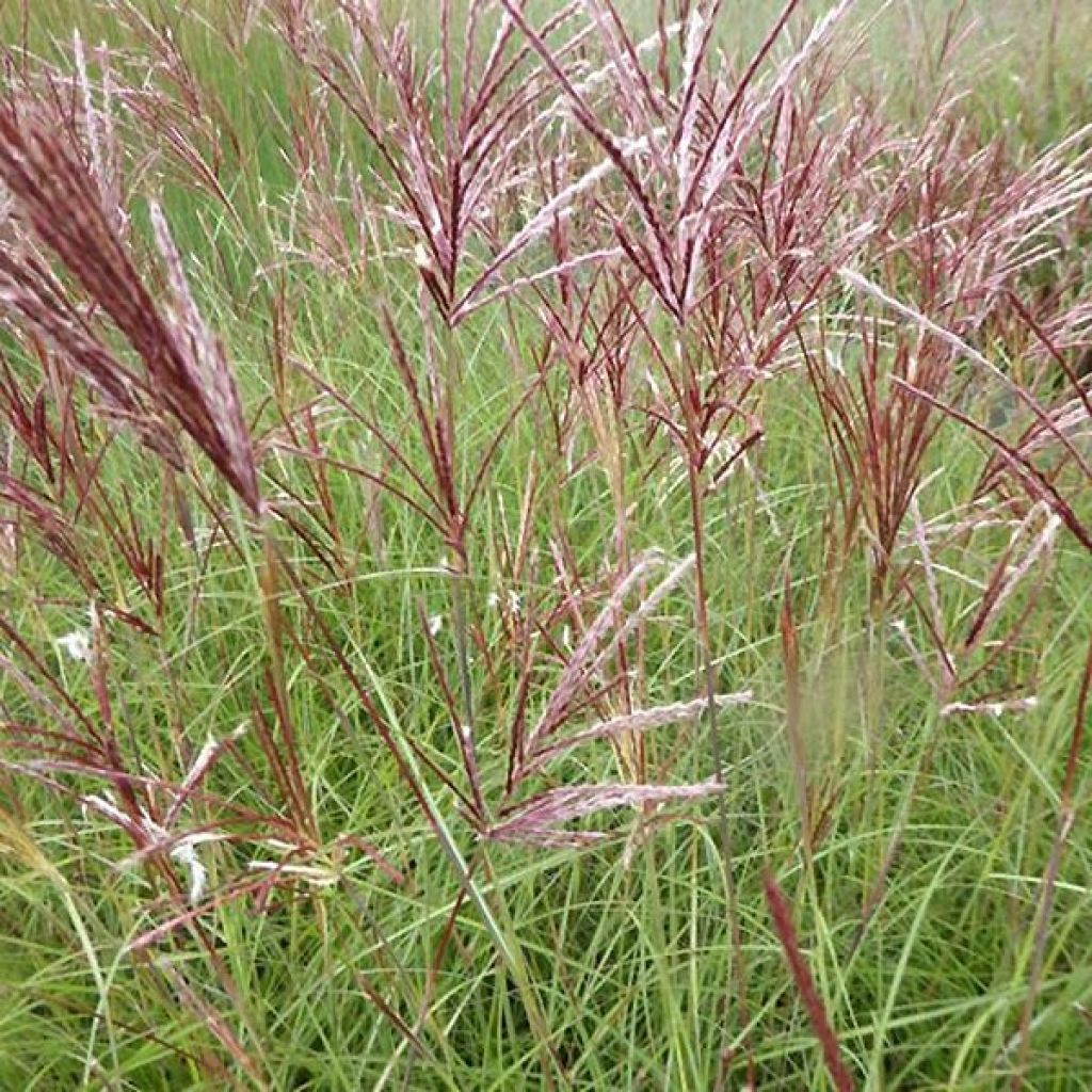 Chinaschilf Red Chief - Miscanthus sinensis