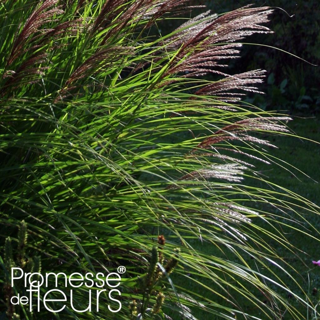 Chinaschilf Red Chief - Miscanthus sinensis