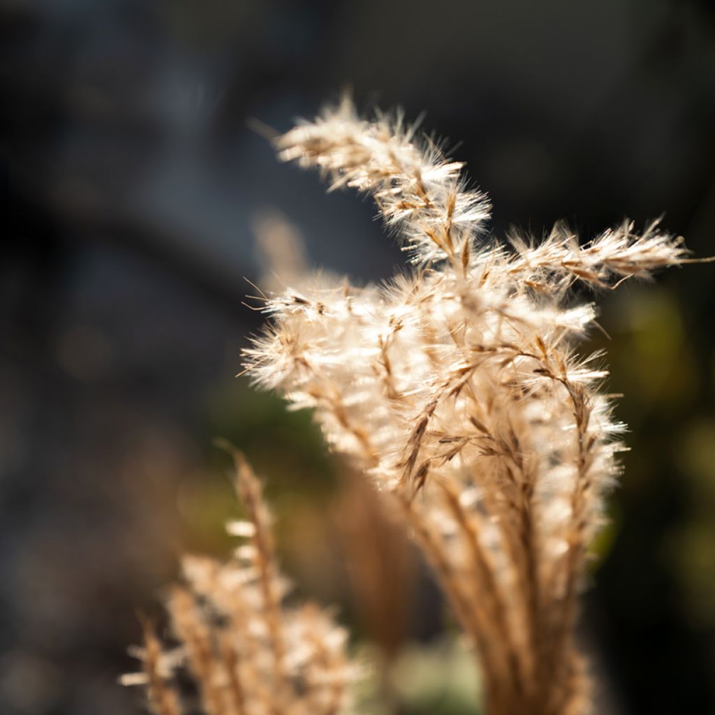 Chinaschilf Red Chief - Miscanthus sinensis