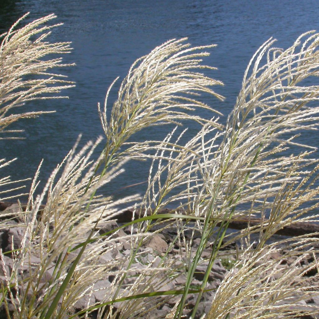 Chinaschilf Roland - Miscanthus sinensis