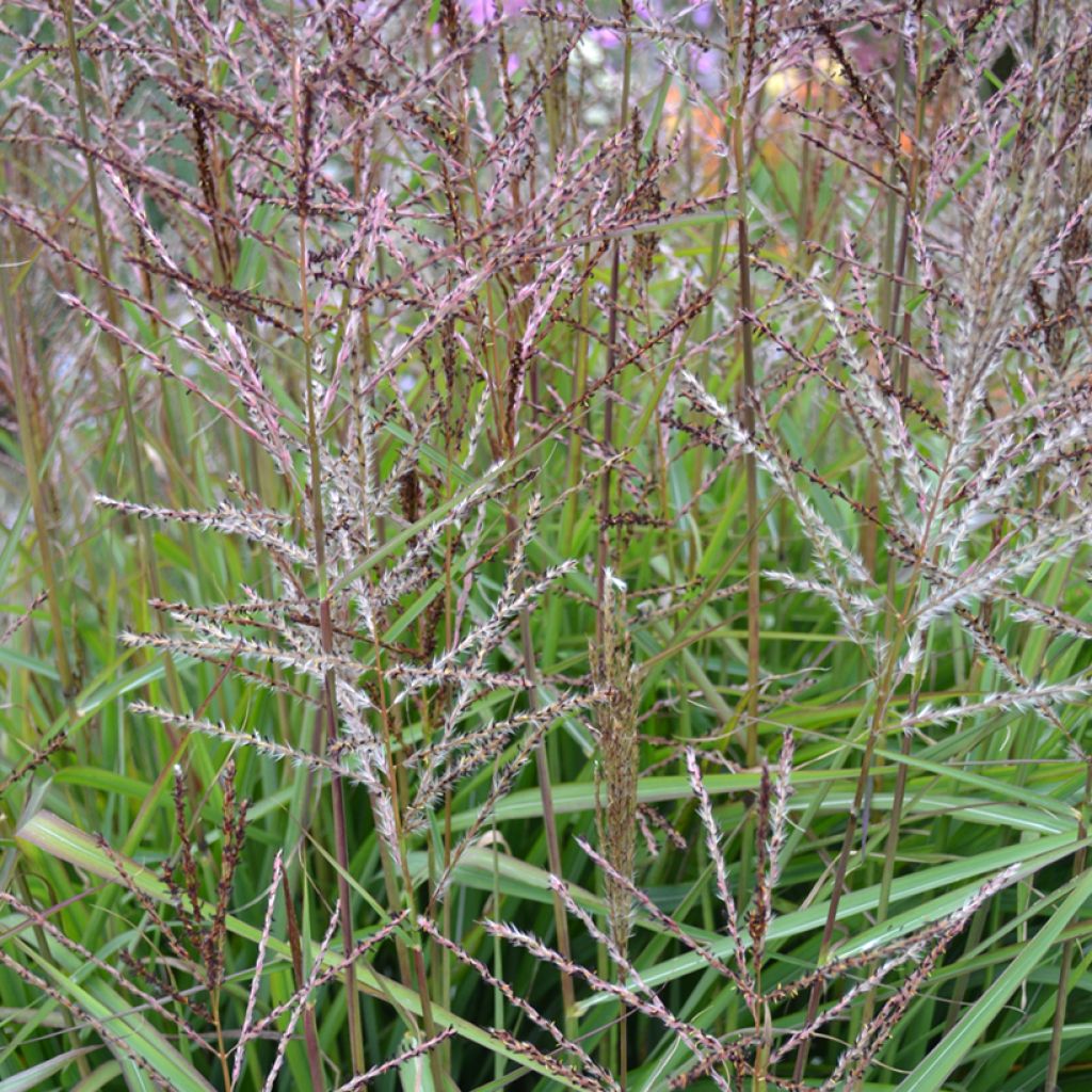 Chinaschilf Samurai - Miscanthus sinensis