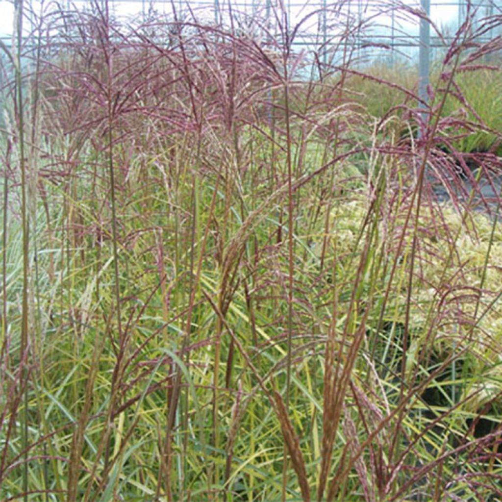 Chinaschilf Silberspinne - Miscanthus sinensis