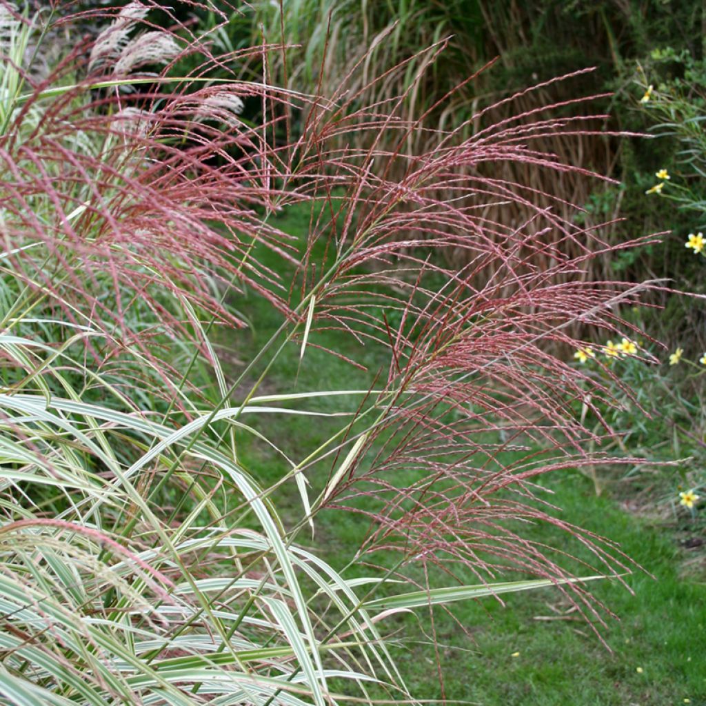 Chinaschilf Variegatus - Miscanthus sinensis