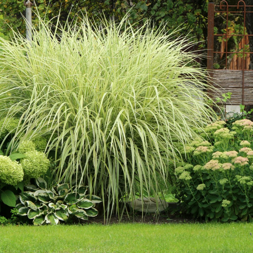 Chinaschilf Variegatus - Miscanthus sinensis