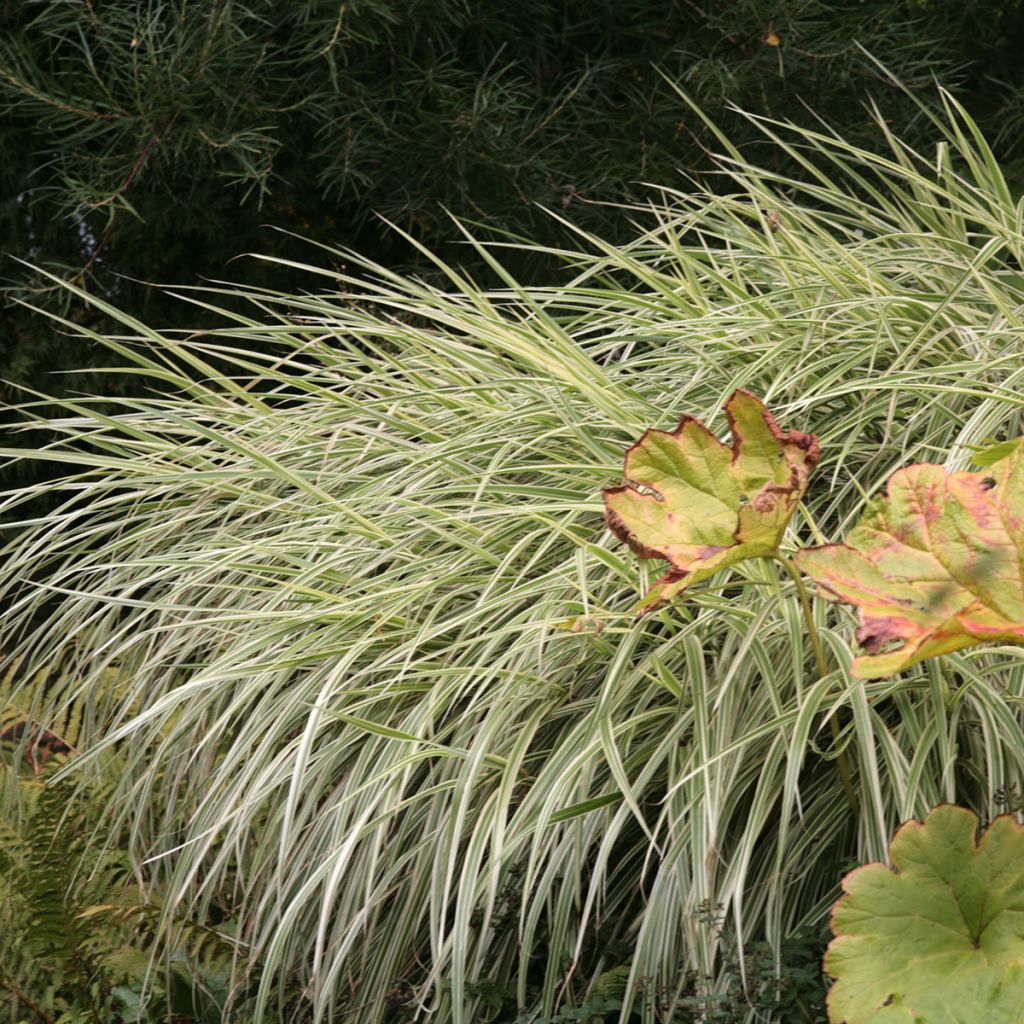 Chinaschilf Variegatus - Miscanthus sinensis