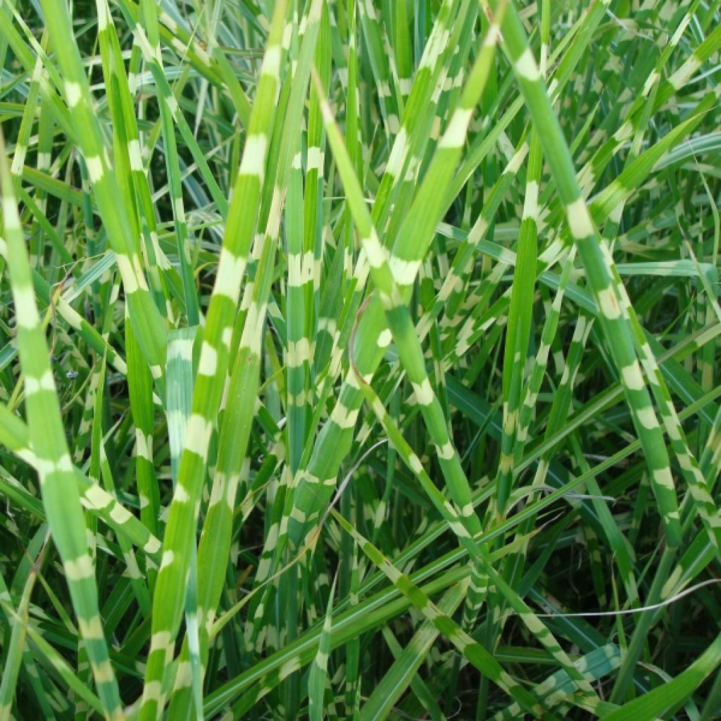 Miscanthus sinensis Zebrinus - Roseau de Chine