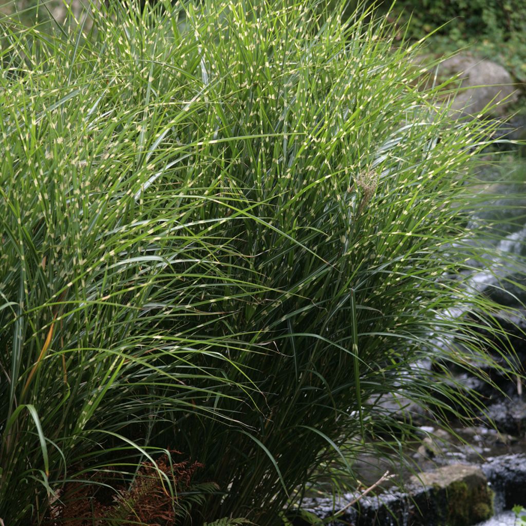 Miscanthus sinensis Zebrinus - Roseau de Chine