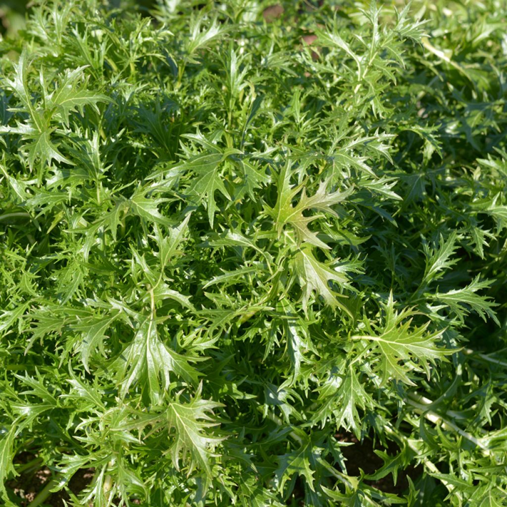 China-Kohl Prim - Ferme de Sainte Marthe