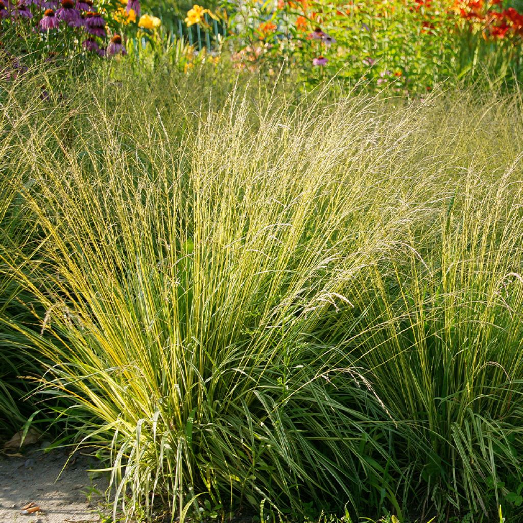 Molinia caerulea Heidezwerg - Blaue Pfeifengras